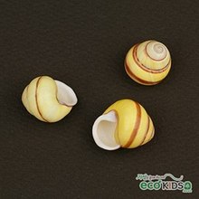 [개똥이네467]  [조개] yellow snail (옐로우 스네일)